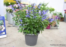De Salvia Sky Blue van Kientzler groeit erg hard. 